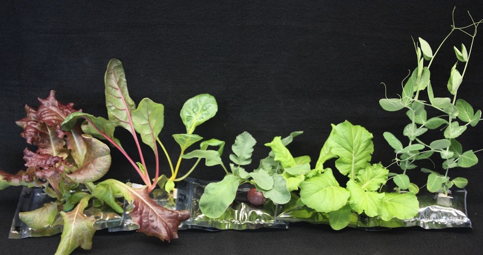 Agriculture on Mars and in space
